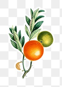 Hand drawn oranges on a branch sticker with a white border design element