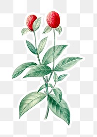 Hand drawn red globe amaranth flower sticker with a white border design element