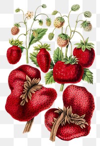 Vintage png strawberry clipart illustration