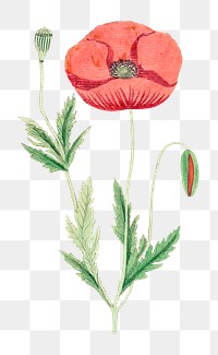 Hand drawn red poppy flower design element