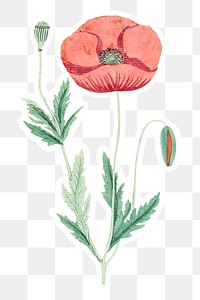 Hand drawn red poppy flower sticker with a white border design element