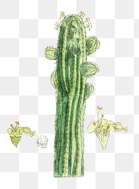 Hand drawn euphorbia officinarum succelent plant design element