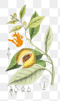 Png hand drawn nutmeg tree illustration