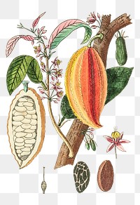 Png hand drawn cacao vintage illustration