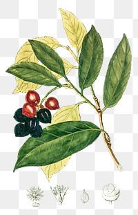 Vintage png cherry laurel fruit illustration