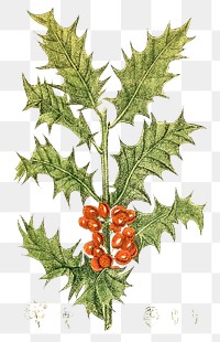 Vintage png aesthetic holly branch illustration