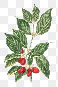 Png hand drawn Cornelian cherry illustration