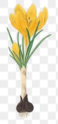 Png hand drawn yellow crocus flower illustration