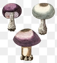 Vintage png violet webcap mushroom illustration
