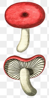 Vintage png cortinarius purpureus mushroom illustration