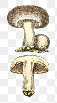 Png hand drawn field mushroom illustration