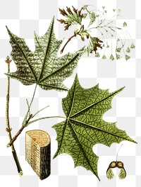 Png hand drawn silver maple illustration