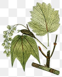 Vintage png striped maple leaf illustration