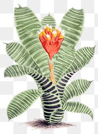Hand drawn Guzmania musaica plant design element