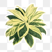 Hand drawn dracaena plant sticker with a white border design element