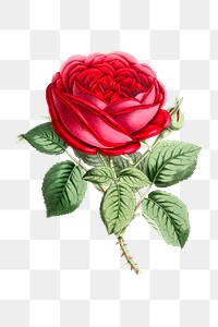 Vintage red rose flower design element