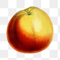 Vintage png Annie Elizabeth apple hand drawn illustration