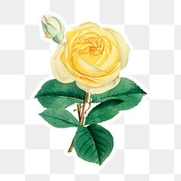 Vintage yellow rose flower sticker with a white border design element