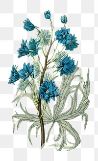 Png hand drawn blue chrysanthemum illustration