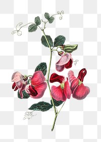 Vintage png pink sweet pea illustration