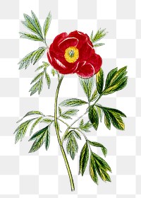 Png hand drawn red peony illustration