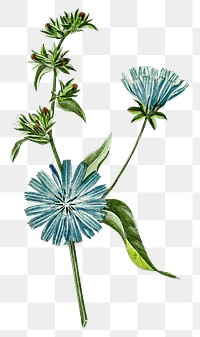 Png hand drawn blue chicory vintage illustration