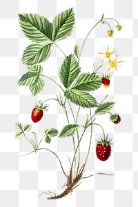 Vintage png aesthetic strawberry hand drawn illustration