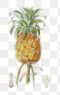 Png hand drawn pineapple clipart illustration