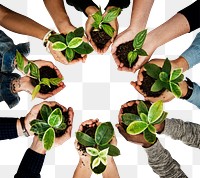 Png hands cupping plant, environment, transparent background