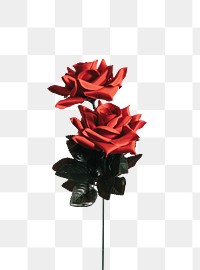 Beautiful red rose for valentines day transparent png