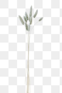 Hare&#39;s-tail grass design element