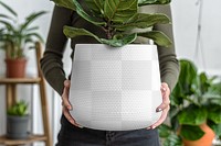 Houseplant pot mockup transparent png with fiddle figs carried by a woman