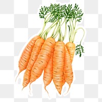 Vintage orange carrot sticker png illustration