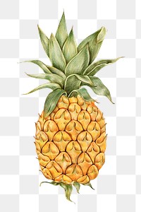 Fresh pineapple illustration png food drawing