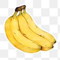 Vintage yellow banana sticker png botanical illustration