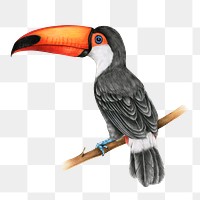 Vintage toucan illustration sticker png hand drawn