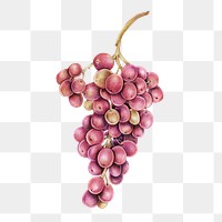 Vintage purple grape sticker png botanical illustration