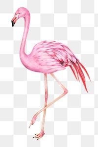 Vintage flamingo bird png illustration sticker