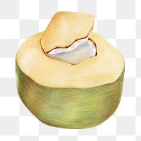 Fresh coconut illustration png food drawing