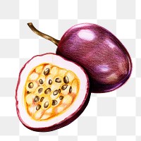 Vintage passion fruit illustration png tropical fruit