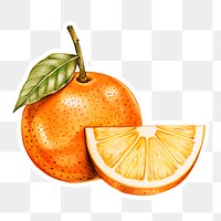 Vintage orange sticker png botanical illustration