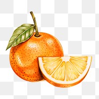 Orange fruit illustration png organic food hand drawn