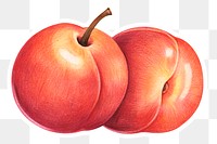 Peaches fruit illustration png organic food hand drawn