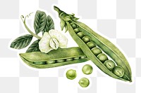 Hand drawn peas sticker with a white border design element