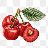 Hand drawn a bunch of cherries fruit sticker design element