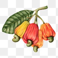Hand drawn cashew nut and fruits sticker design element