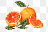 Hand drawn tangerine fruit sticker design element