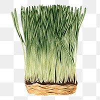 Hand drawn wheatgrass sticker design element
