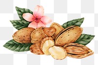 Hand drawn almonds sticker design element