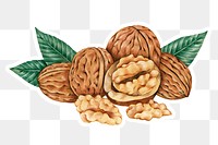 Hand darwn walnuts sticker with a white border